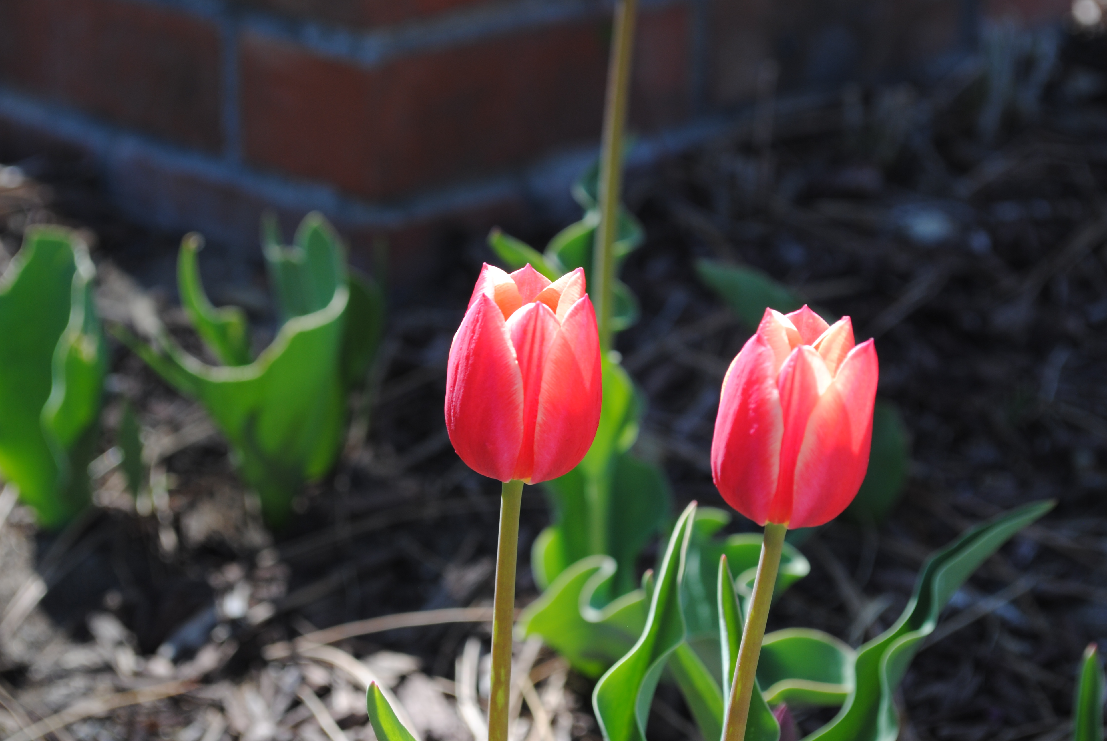That Was Vegan Tulips That Was Vegan Tulips