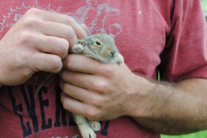 bunny