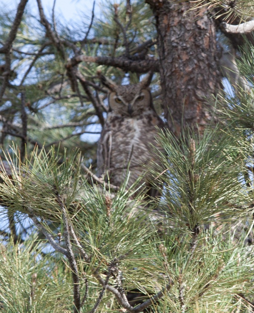 Great horned owlets