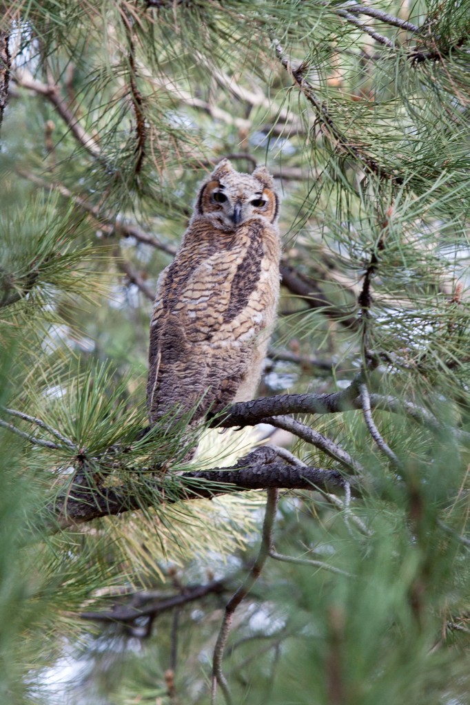 Great horned owlets