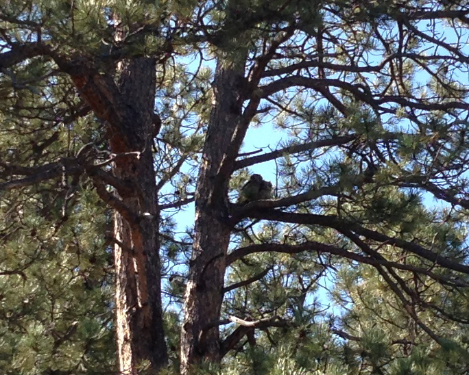 Great horned owlets