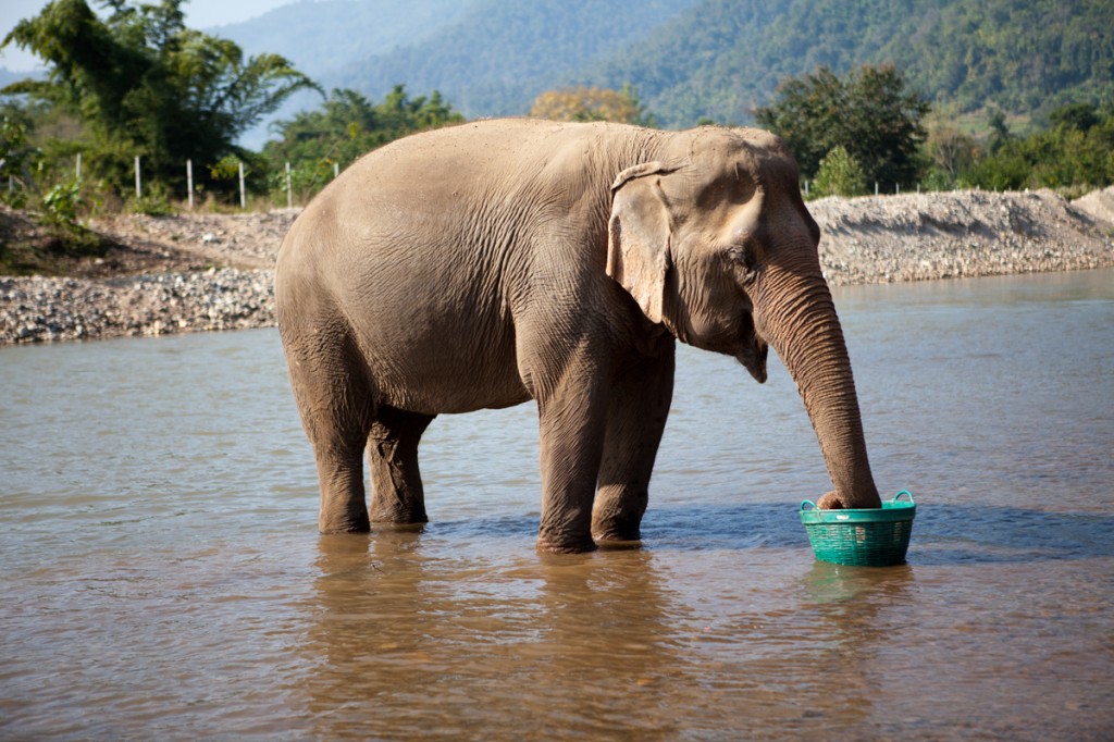 Elephant Nature Park: The Happiest Place on Earth!