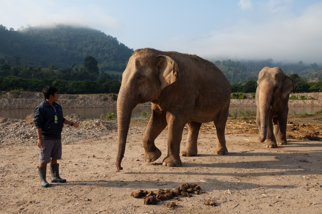 Elephant Nature Park: The Happiest Place on Earth!