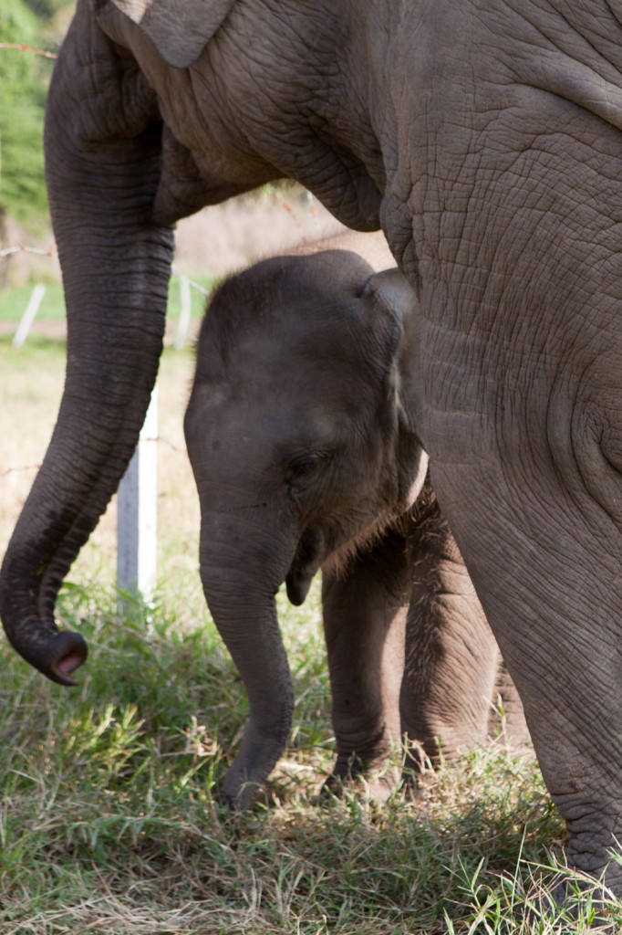 Elephant Nature Park: The Happiest Place on Earth!