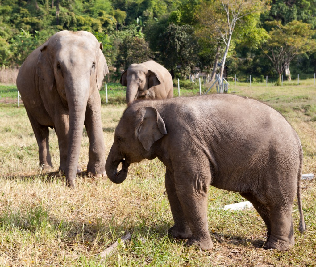 Elephant Nature Park: The Happiest Place on Earth!