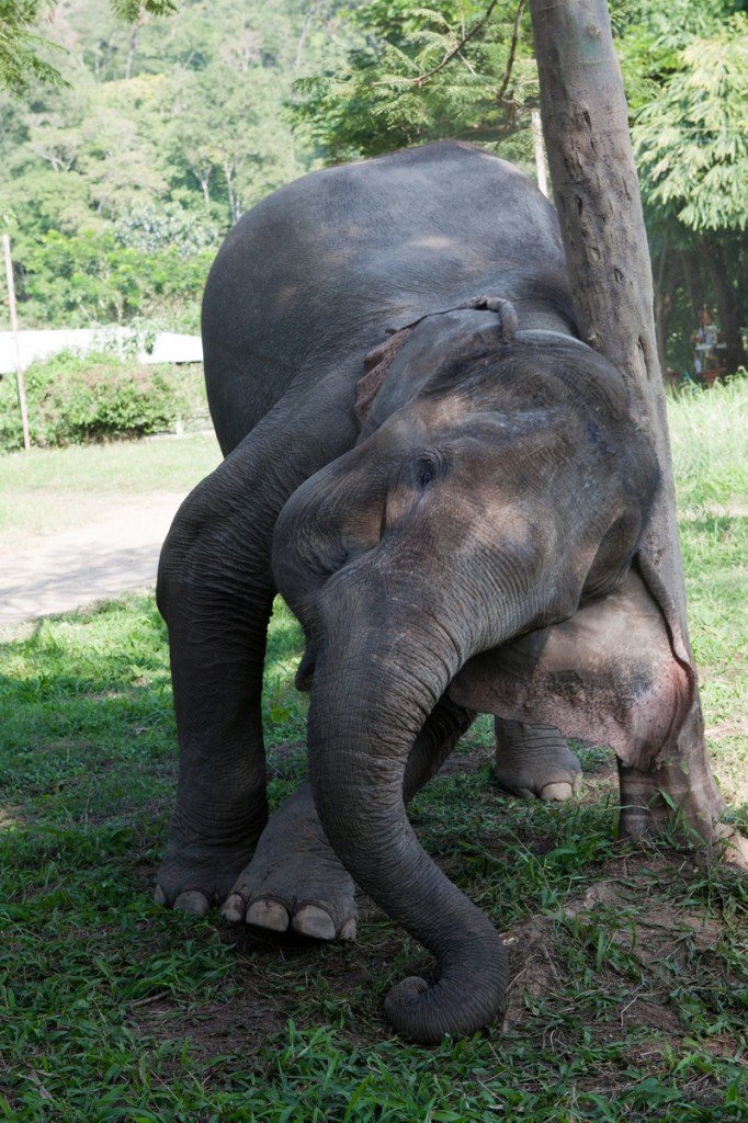 Elephant Nature Park: The Happiest Place on Earth!