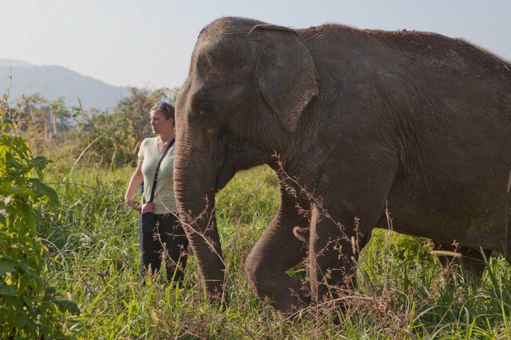 Elephant Nature Park: The Happiest Place on Earth!