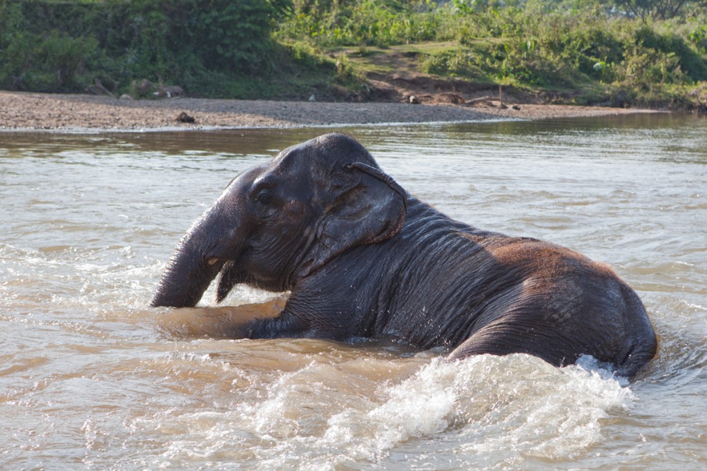 Elephant Nature Park: The Happiest Place on Earth!