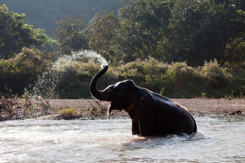 Elephant Nature Park: The Happiest Place on Earth!