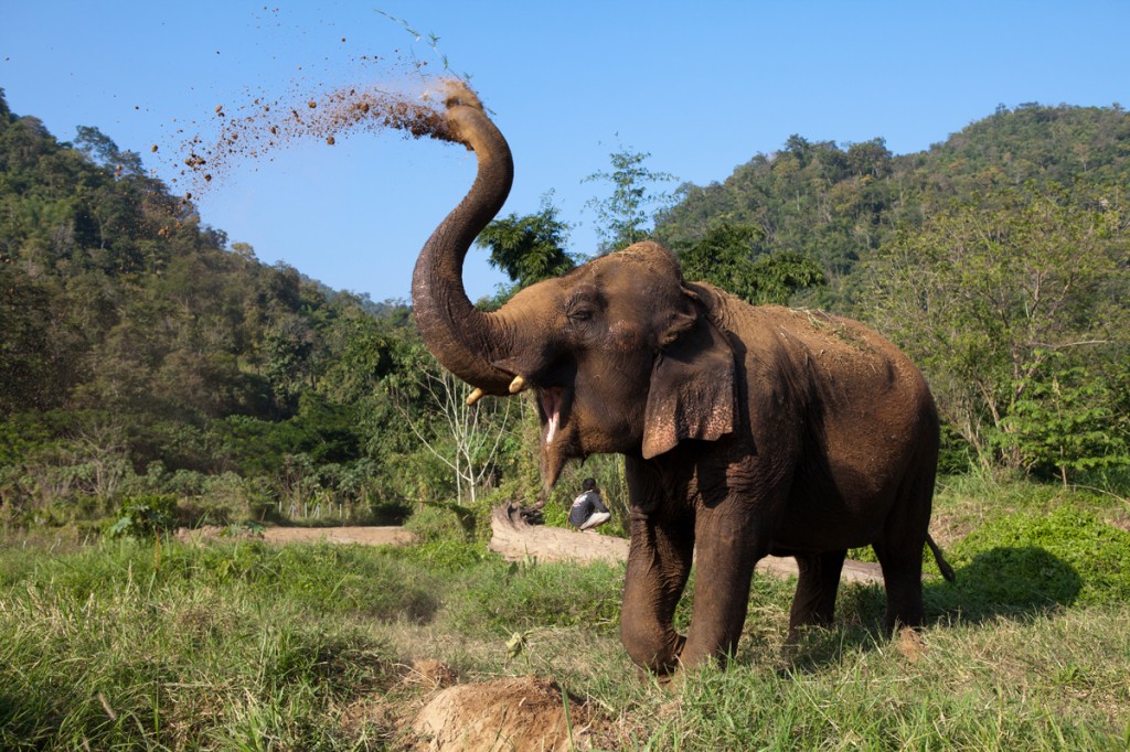 Elephant Nature Park: The Happiest Place on Earth!