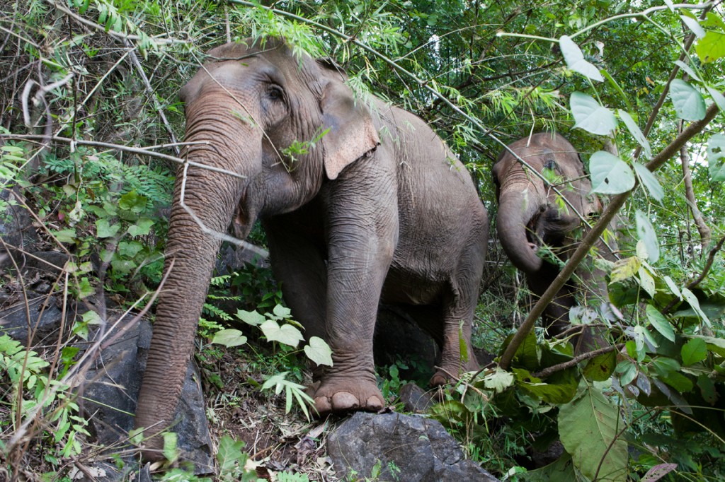 Elephant Nature Park: The Happiest Place on Earth!