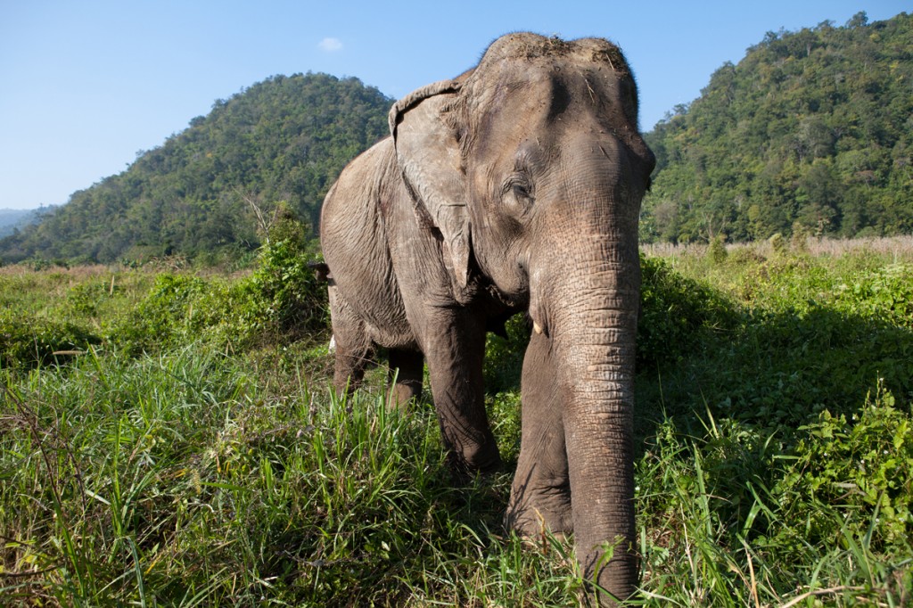 Elephant Nature Park