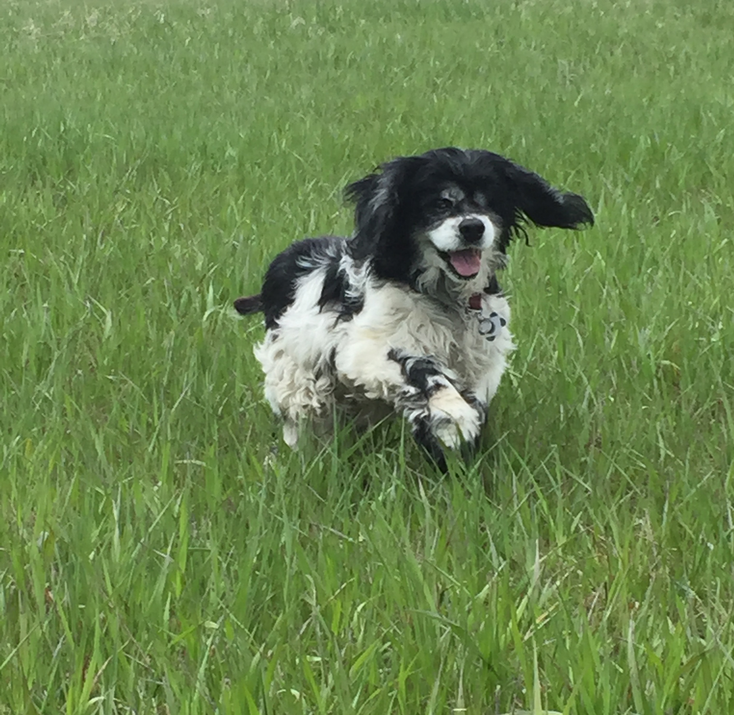 are bananas good for the english springer spaniel