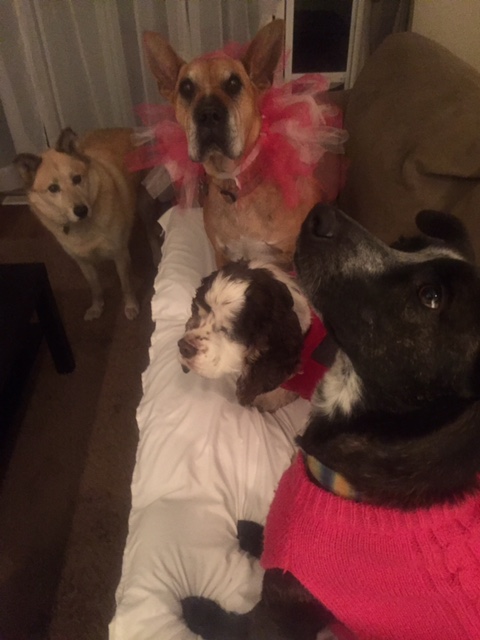 Doggy dress up party